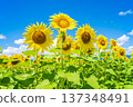 Sunflowers and summer sky (summer landscape material) 137348491