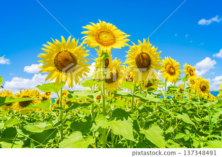Sunflowers and summer sky (summer landscape material) 137348491
