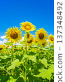 Sunflowers and summer sky (summer landscape material) 137348492