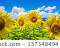 Sunflowers and summer sky (summer landscape material) 137348494