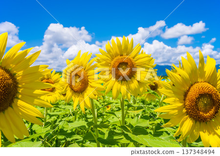 Sunflowers and summer sky (summer landscape material) 137348494