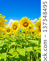 Sunflowers and summer sky (summer landscape material) 137348495