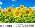 Sunflowers and summer sky (summer landscape material) 137348496