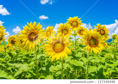 Sunflowers and summer sky (summer landscape material) 137348496