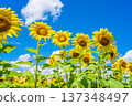 Sunflowers and summer sky (summer landscape material) 137348497