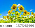 Sunflowers and summer sky (summer landscape material) 137348499