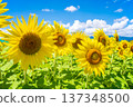 Sunflowers and summer sky (summer landscape material) 137348500
