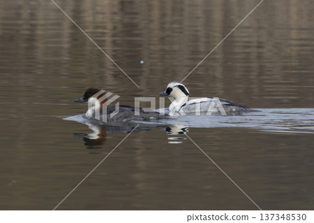 兩個走私犯在池塘裡游泳 137348530