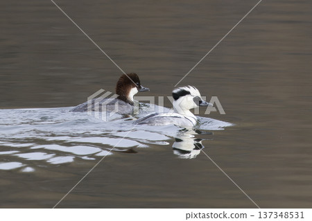 兩個走私犯在池塘裡游泳 兩個走私犯在池塘裡游泳 137348531