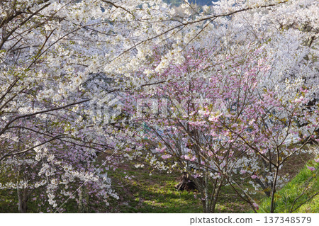 龜城公園的春天 龜城公園的春天 137348579