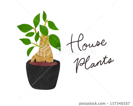 Houseplants and potted banyan trees watercolor hand-drawn illustration Houseplants and potted banyan trees watercolor hand-drawn illustration 137348587
