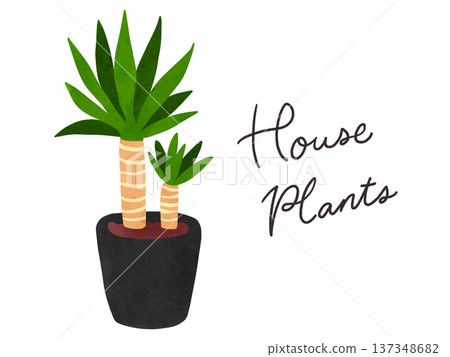 Houseplants and potted yucca watercolor hand-drawn illustration Houseplants and potted yucca watercolor hand-drawn illustration 137348682