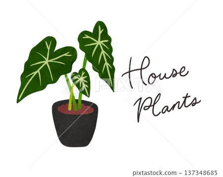 Houseplants and Alocasia Green Velvet potted plants, watercolor hand-drawn illustration Houseplants and Alocasia Green Velvet potted plants, watercolor hand-drawn illustration 137348685