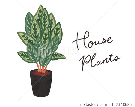 室內植物與盆栽竹芋(Calathea makoyana)水彩手繪插圖 室內植物與盆栽竹芋(Calathea makoyana)水彩手繪插圖 137348686