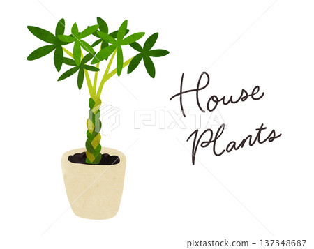 Houseplants and potted Pachira watercolor hand-drawn illustration Houseplants and potted Pachira watercolor hand-drawn illustration 137348687