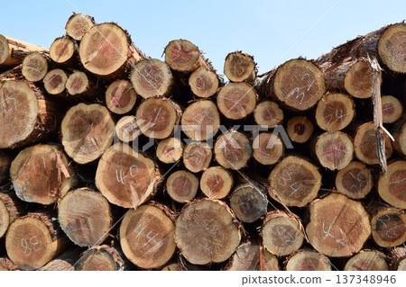 山形縣莊內杉砍伐原木 山形縣莊內杉砍伐原木 137348946