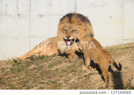 A father lion threatens his approaching cub A father lion threatens his approaching cub 137348989