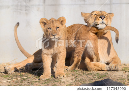 Lion cubs pampering their mother Lion cubs pampering their mother 137348990