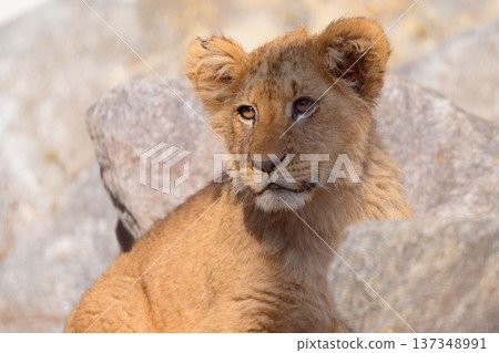 Lion Cub on the Rocks Lion Cub on the Rocks 137348991