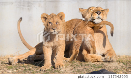 Lion cubs pampering their mother Lion cubs pampering their mother 137348993