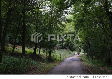 Countryside Path Through Natural Landscape Countryside Path Through Natural Landscape 137349432