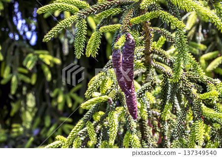 Spruce branches. Large green spruce branches with needles and cones. Picea orientalis, the Eastern spruce, or Caucasian spruce. A natural backdrop for Christmas and New Year. Spruce branches. Large green spruce branches with needles and cones. Picea orientalis, the Eastern spruce, or Caucasian spruce. A natural backdrop for Christmas and New Year. 137349540
