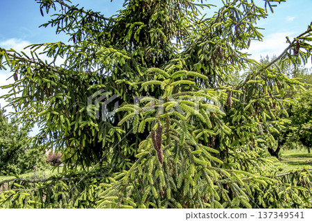 Branches of Picea orientalis or Oriental spruce tree Branches of Picea orientalis or Oriental spruce tree 137349541