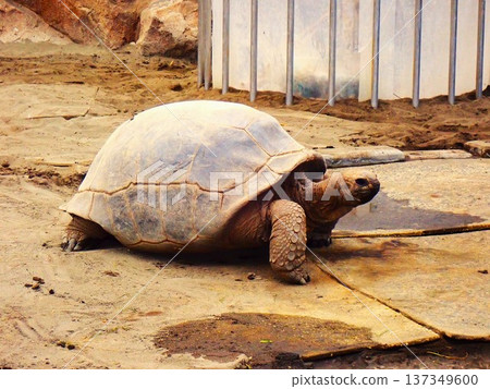 Walking Aldabra Giant Tortoise 1 Walking Aldabra Giant Tortoise 1 137349600