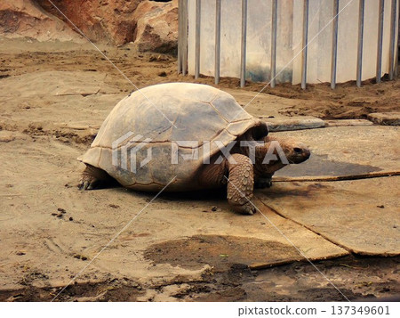 Walking Aldabra Giant Tortoise 3 Walking Aldabra Giant Tortoise 3 137349601