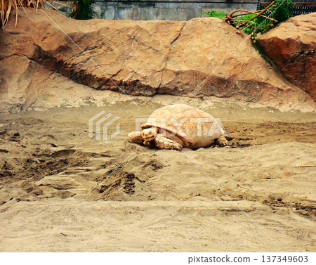 非洲盾臂龜在沙地上行走 137349603