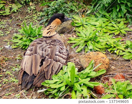 夏威夷鵝(Nene)2 夏威夷鵝(Nene)2 137349605