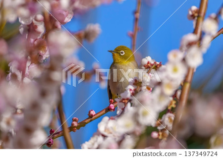 A Japanese white-eye resting on plum blossoms: a Japanese scene signaling the arrival of spring A Japanese white-eye resting on plum blossoms: a Japanese scene signaling the arrival of spring 137349724