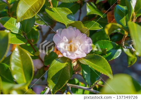晨曦照耀下，美麗的茶花和翠綠的葉子閃閃發光。大自然充滿活力。 137349726