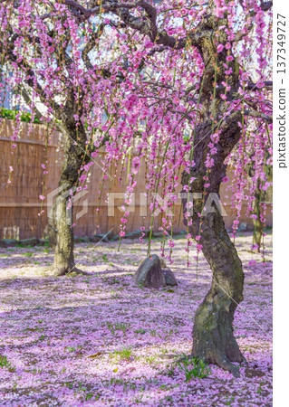 A carpet of pink petals covering the ground and a magnificent view of weeping plum blossoms A carpet of pink petals covering the ground and a magnificent view of weeping plum blossoms 137349727