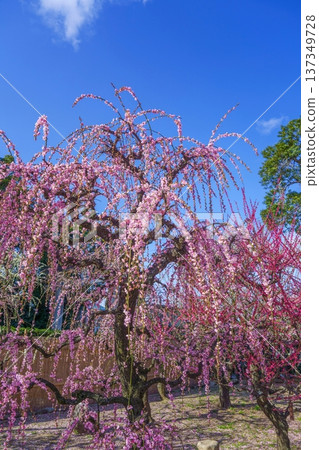 粉紅色的垂枝梅花預示著春天的到來，與湛藍的天空形成鮮明對比。 137349728