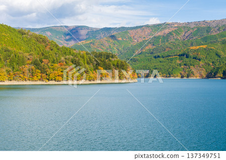 靜岡縣奧久井的秋天－井川湖（井川水壩）的秋葉 137349751