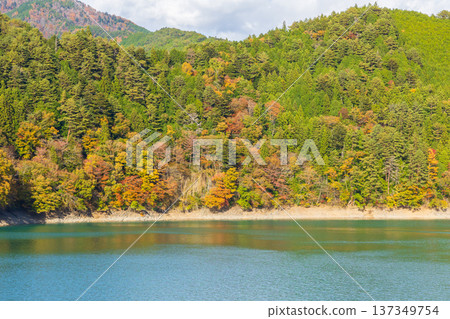 靜岡縣奧久井的秋天－井川湖（井川水壩）的秋葉 137349754
