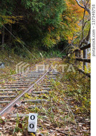 靜岡縣奧久井的秋天:井川湖濱步道(廢棄鐵路)上的秋葉 靜岡縣奧久井的秋天:井川湖濱步道(廢棄鐵路)上的秋葉 137349758