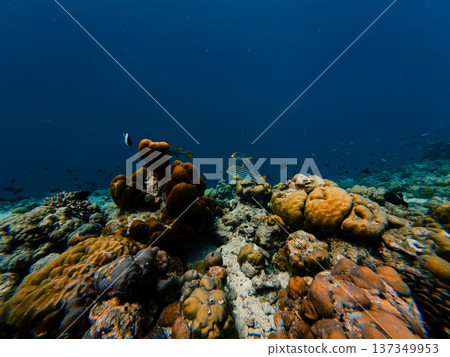 coral reef in the seabed coral reef in the seabed 137349953