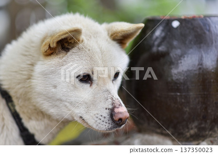 White dog resting outdoors in natural light, calm pet portrait 137350023
