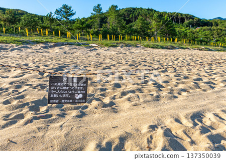 Nagata Inakahama: Yakushima's largest sea turtle nesting site (summer) 137350039