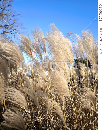 Fluffy panicles of ornamental grass miscanthus against a blue sky Fluffy panicles of ornamental grass miscanthus against a blue sky 137350050