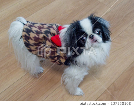 一隻可愛的日本狆犬(日本犬,室內寵物)抬頭看著它的主人。 一隻可愛的日本狆犬(日本犬,室內寵物)抬頭看著它的主人。 137350108