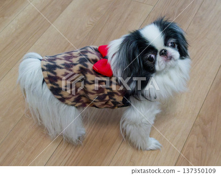 一隻可愛的日本狆犬(日本犬,室內寵物)抬頭看著它的主人。 一隻可愛的日本狆犬(日本犬,室內寵物)抬頭看著它的主人。 137350109