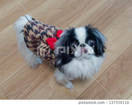 一隻可愛的日本狆犬(日本犬,室內寵物)抬頭看著它的主人。 一隻可愛的日本狆犬(日本犬,室內寵物)抬頭看著它的主人。 137350110