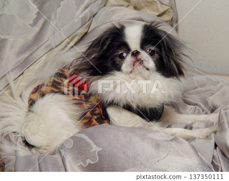 一隻日本狆犬(一種日本室內犬)正趴在床上休息。 一隻日本狆犬(一種日本室內犬)正趴在床上休息。 137350111
