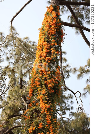 A landscape of orange fire vine flowers parasitizing a large tree A landscape of orange fire vine flowers parasitizing a large tree 137350221