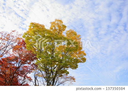 Refreshing colored zelkova leaves Refreshing colored zelkova leaves 137350384