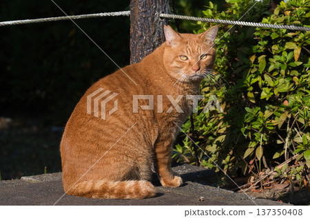 Brown tabby cat standing in the park Brown tabby cat standing in the park 137350408