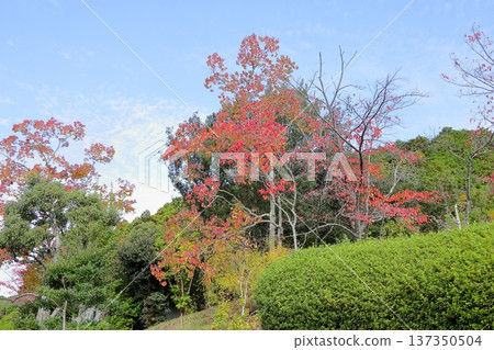 彩色烏桕葉 137350504